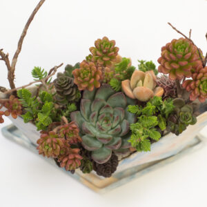 Sailboat shaped succulent potted plant